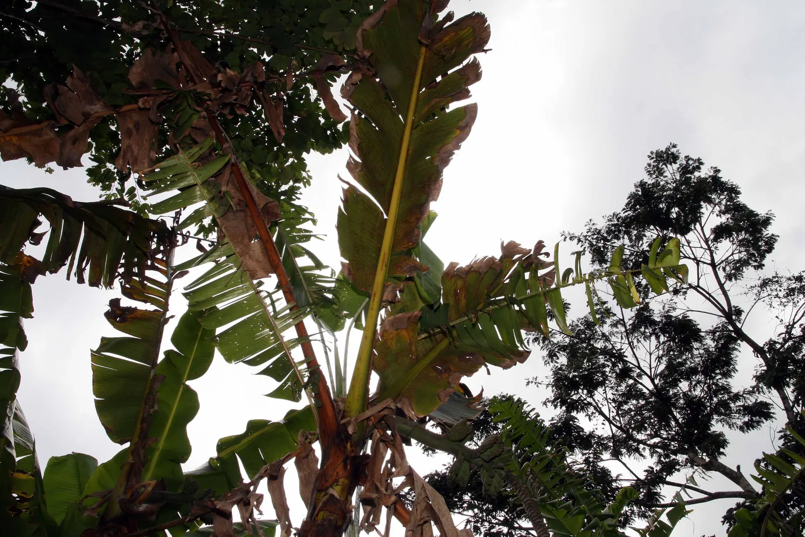 Hardy Banana (Musa Basjoo) — reaching heights of 6-14 ft with a 6-10 ft spread; capable of withstanding temperatures as low as -20&deg;F when properly mulched