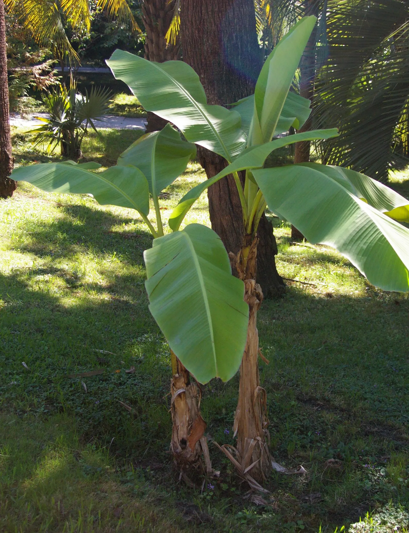 Hardy Banana (Musa Basjoo) — emerging from stout trunks that are actually pseudo-stems composed of leaf sheaths; is a striking addition to any temperate