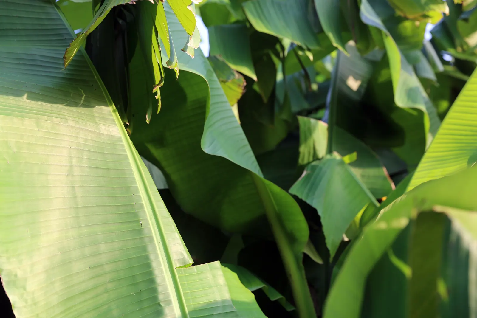 Hardy Banana (Musa Basjoo) — is a robust herbaceous perennial; hardy to USDA Zone 7, it survives temperatures down to 0&deg;F when mulched