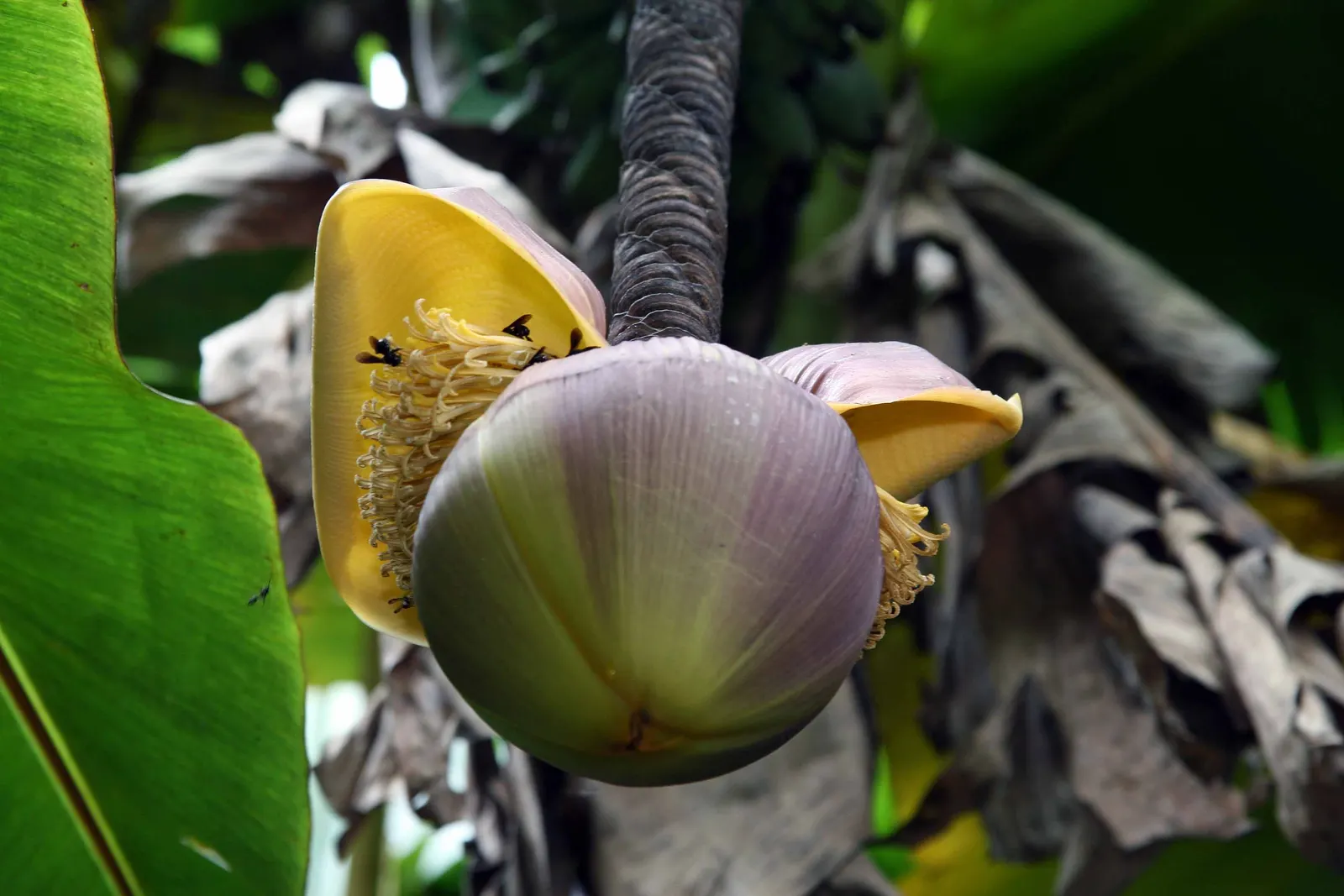Hardy Banana (Musa Basjoo) — such as mulching around the base to protect the rhizome in colder climates