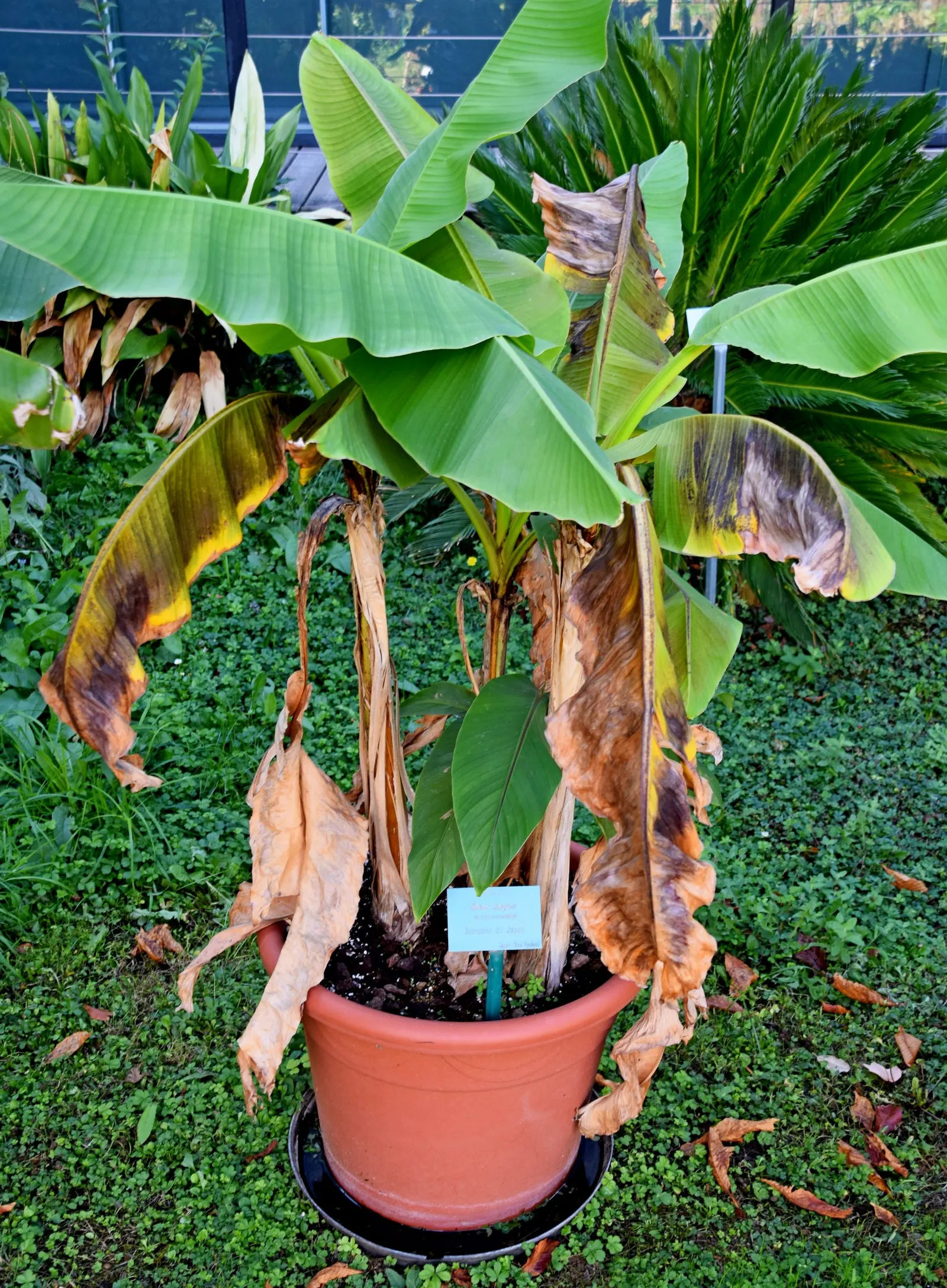 Hardy Banana (Musa Basjoo) — Native to the Ryukyu Islands off Japan