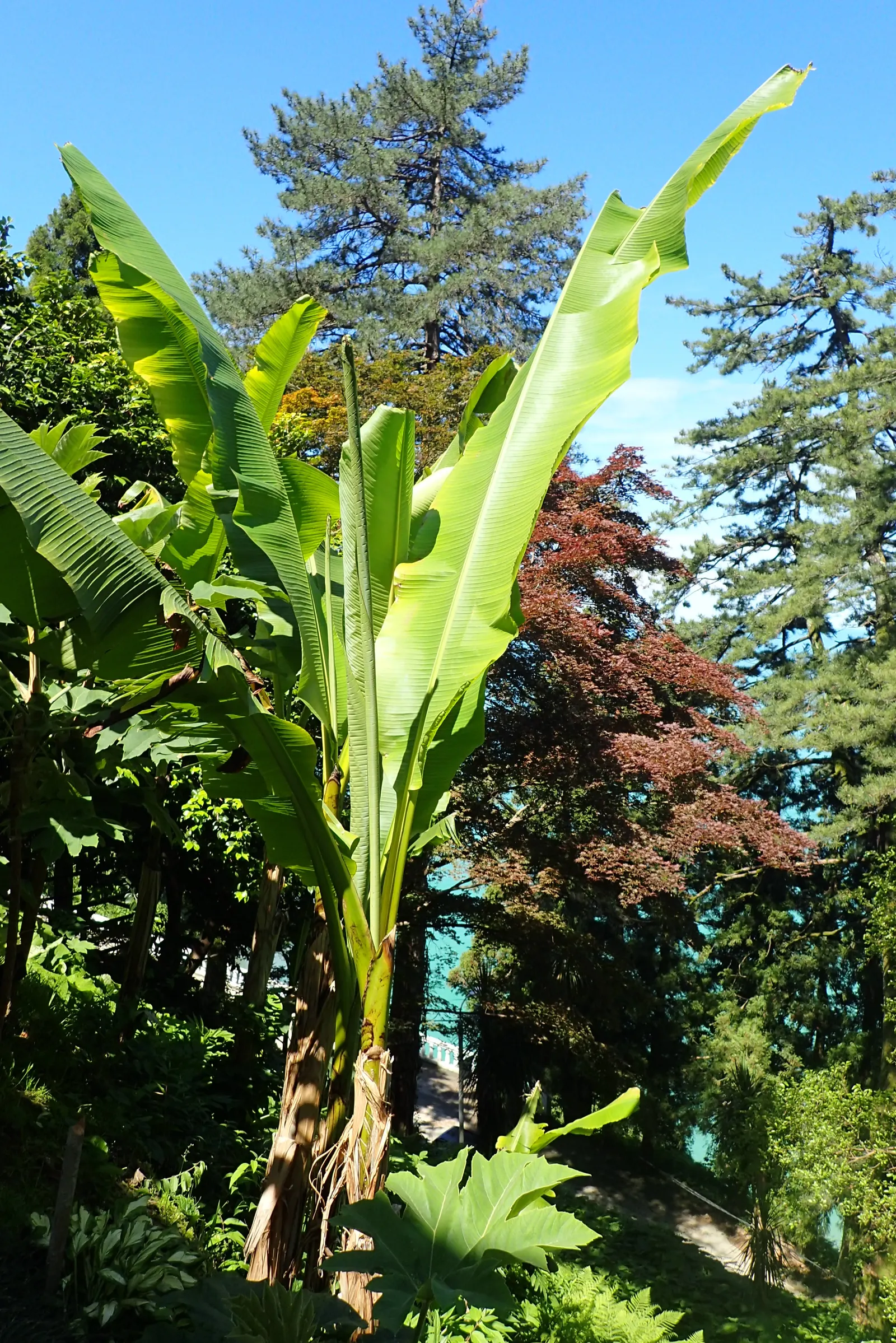 Hardy Banana (Musa Basjoo) — emerging from stout trunks that are actually pseudo-stems composed of leaf sheaths
