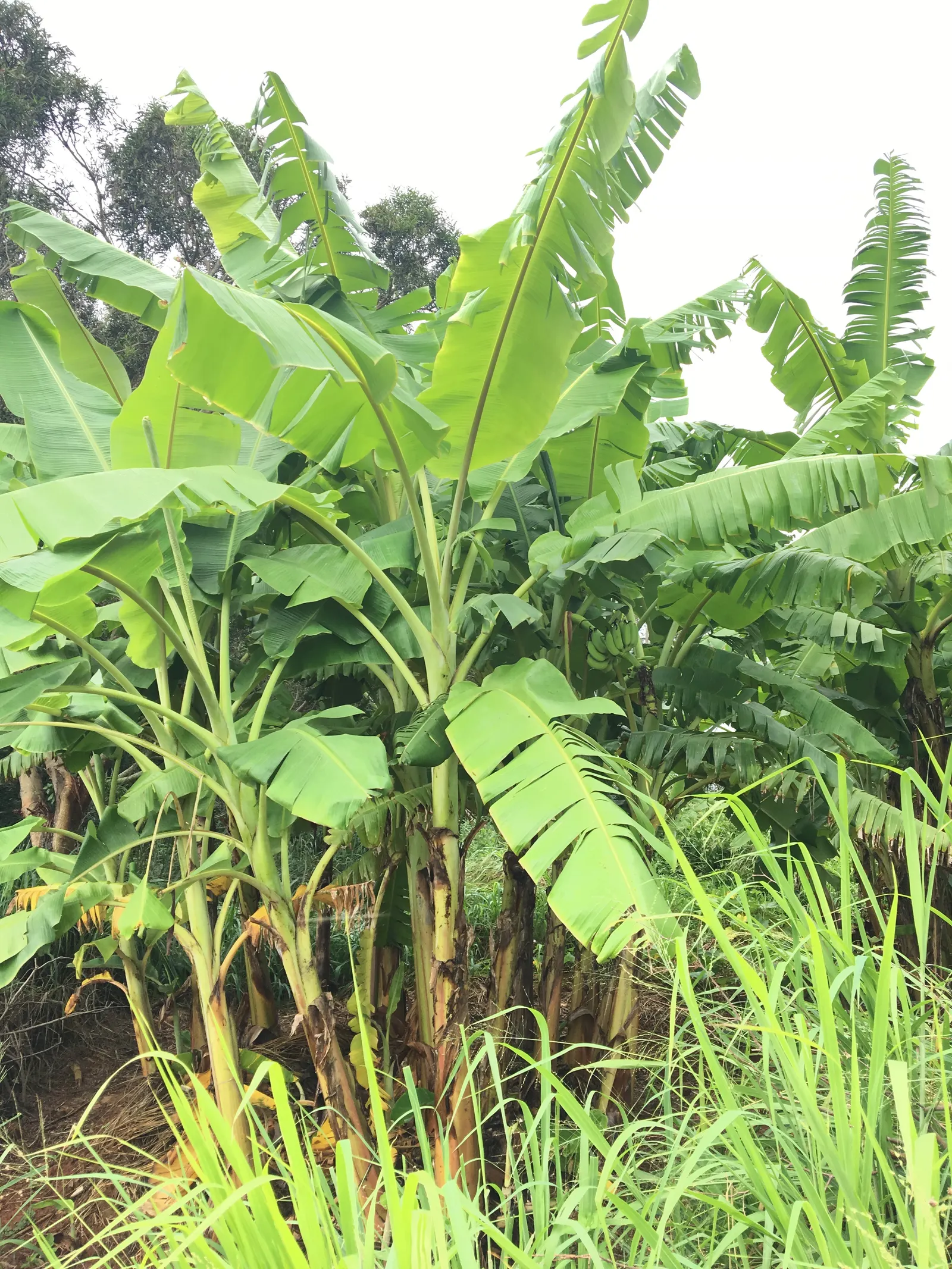 Hardy Banana (Musa Basjoo) — is a striking addition to any temperate landscape design; emerging from stout trunks that are actually pseudo-stems, image 48