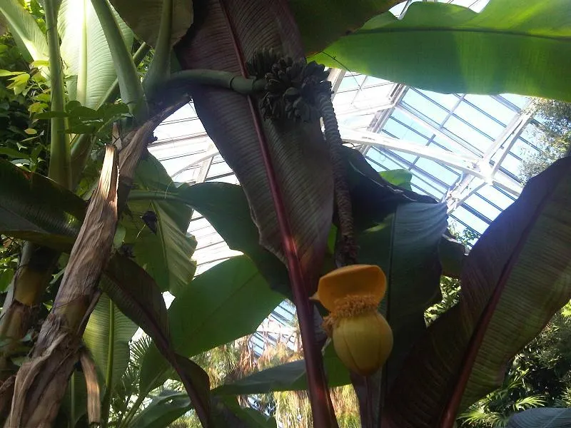 Hardy Banana (Musa Basjoo) — this herbaceous perennial is remarkably cold-hardy; commonly referred to as the Hardy Banana