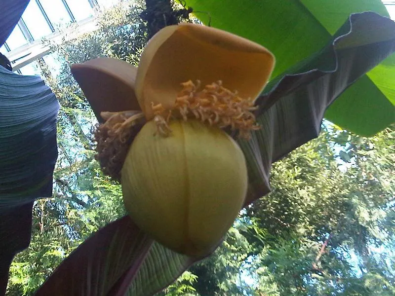 Hardy Banana (Musa Basjoo) — emerging from stout trunks that are actually pseudo-stems composed of leaf sheaths; is a striking addition to any, image 53