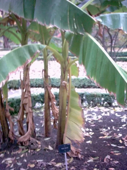 Hardy Banana (Musa Basjoo) — is a striking addition to any temperate landscape design; emerging from stout trunks that are actually pseudo-stems composed of