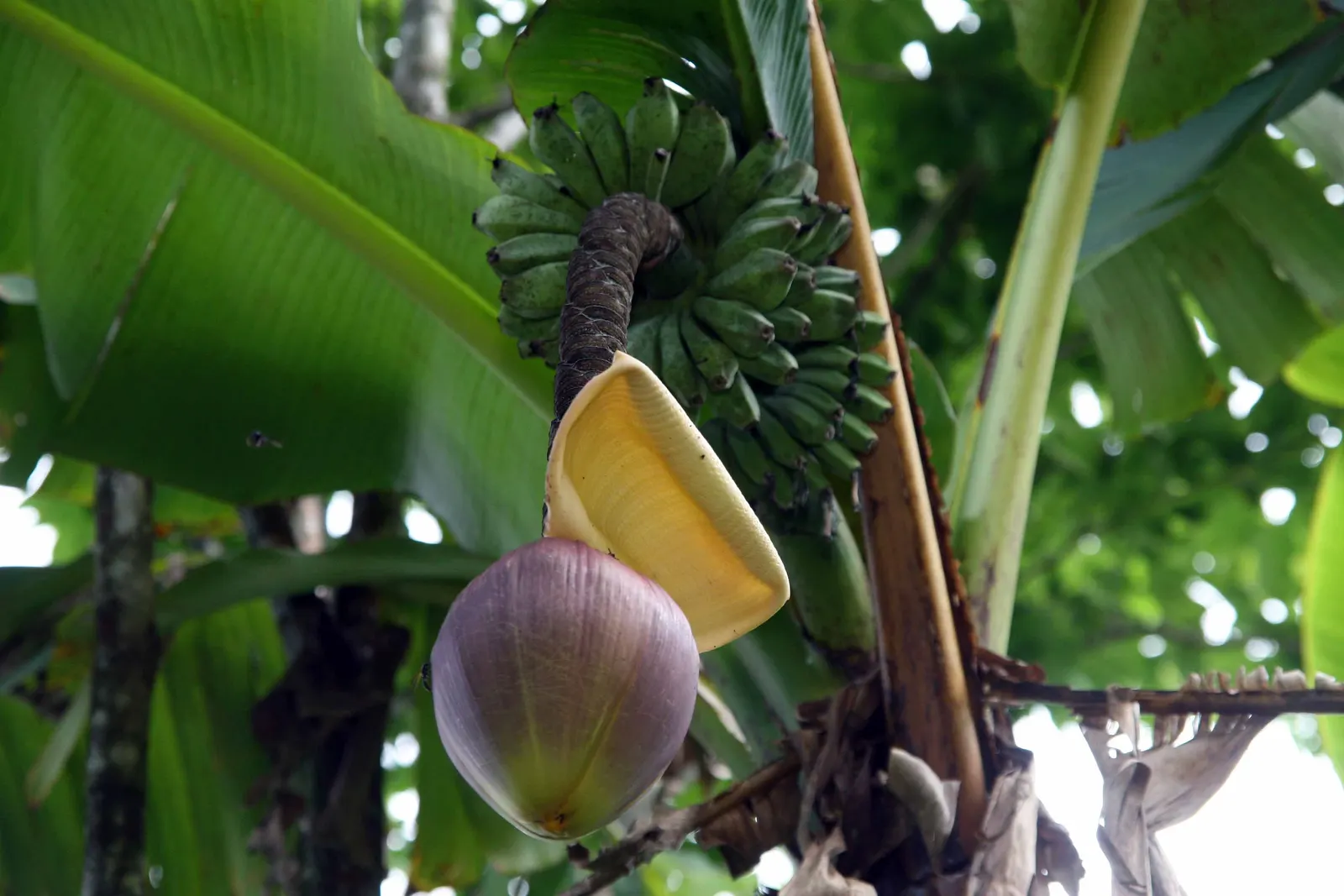 Hardy Banana (Musa Basjoo) — Not a fruit producer, but its dramatic foliage provides a lush, exotic landscape element
