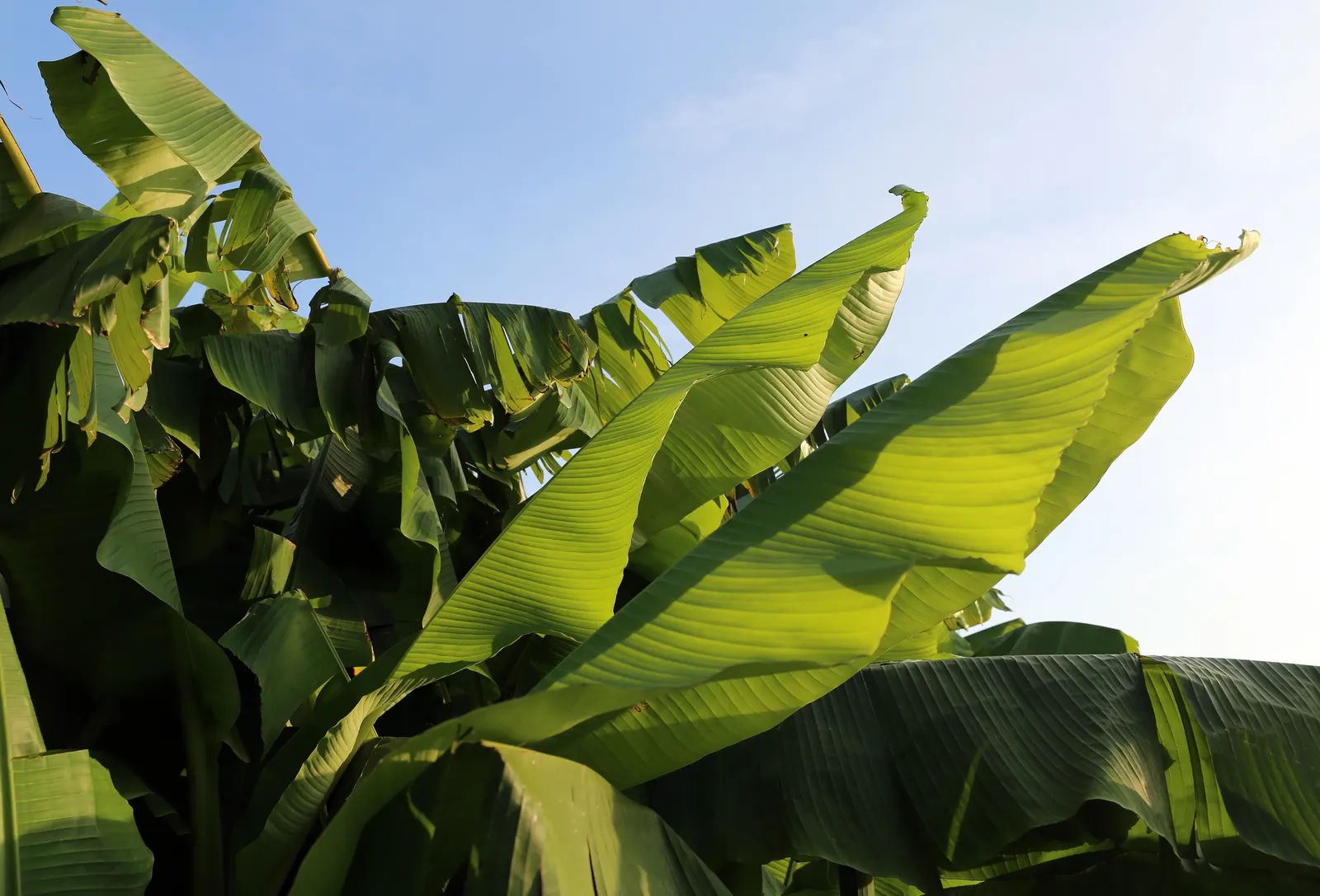 Hardy Banana (Musa Basjoo) — yellow flowers in the garden; its pseudo-stem and broad, arching leaves create a tropical effect