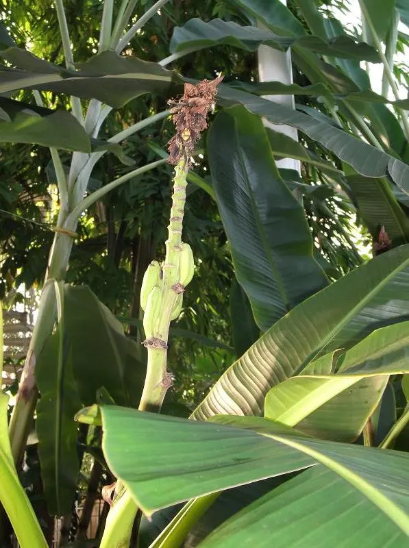 Hardy Banana (Musa Basjoo) — bright green leaves that can reach lengths of 6 to 10 feet and widths of up to 2 feet; is a robust herbaceous perennial, image 52
