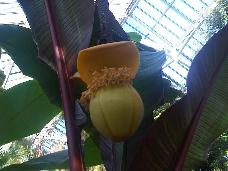 Hardy Banana (Musa Basjoo) — Its pseudo-stem and broad, arching leaves create a tropical effect; yellow flowers in the garden, image 43