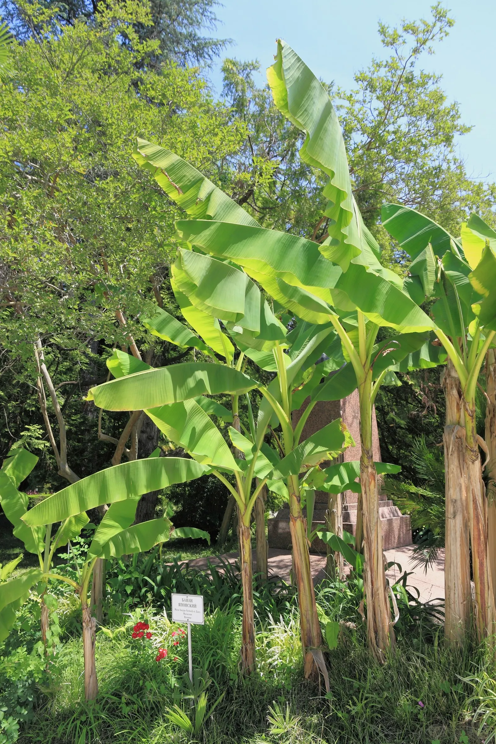 Hardy Banana (Musa Basjoo) — Not a fruit producer, but its dramatic foliage provides a lush, exotic landscape element; perennial with yellow blooms