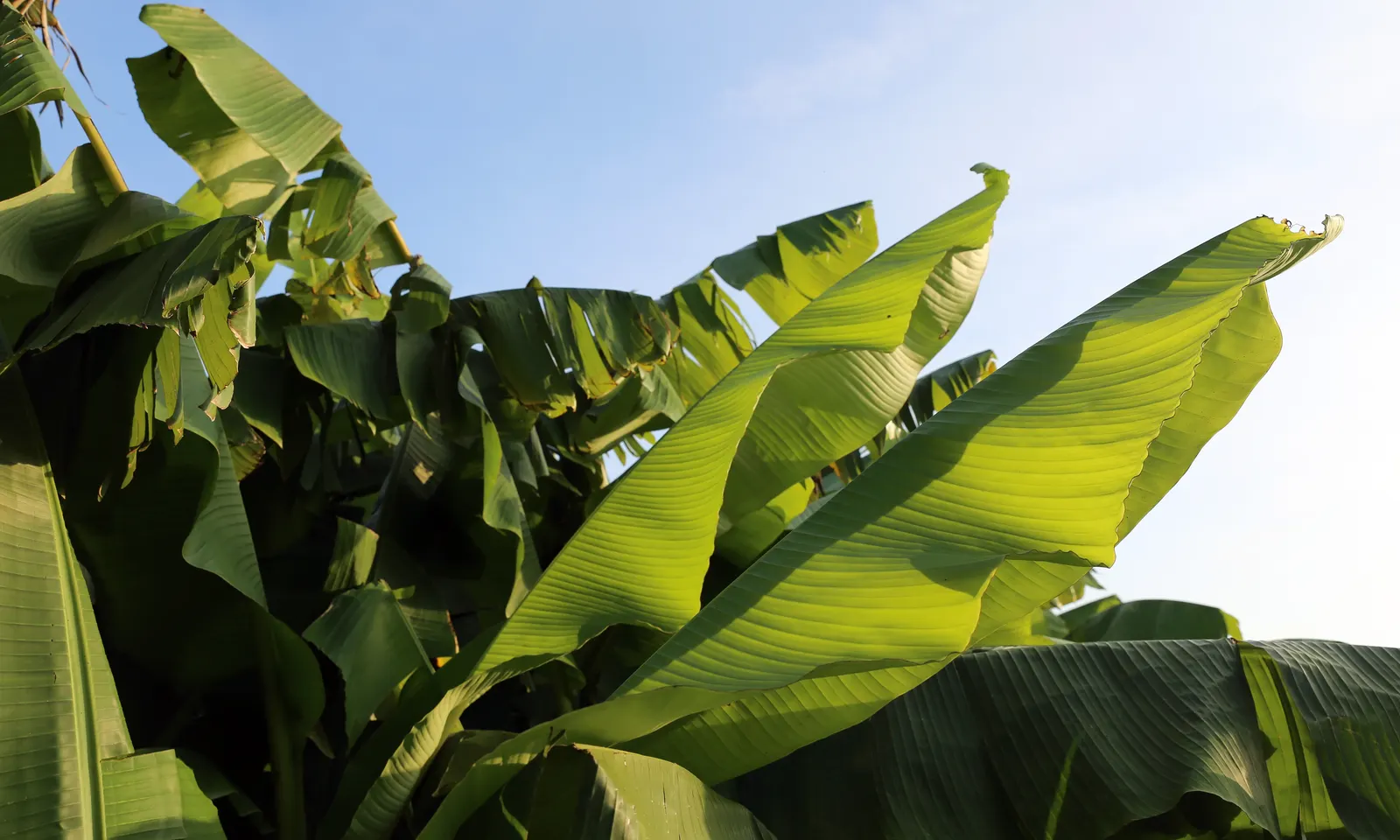 Hardy Banana (Musa Basjoo) — Its pseudo-stem and broad, arching leaves create a tropical effect; yellow flowers in the garden