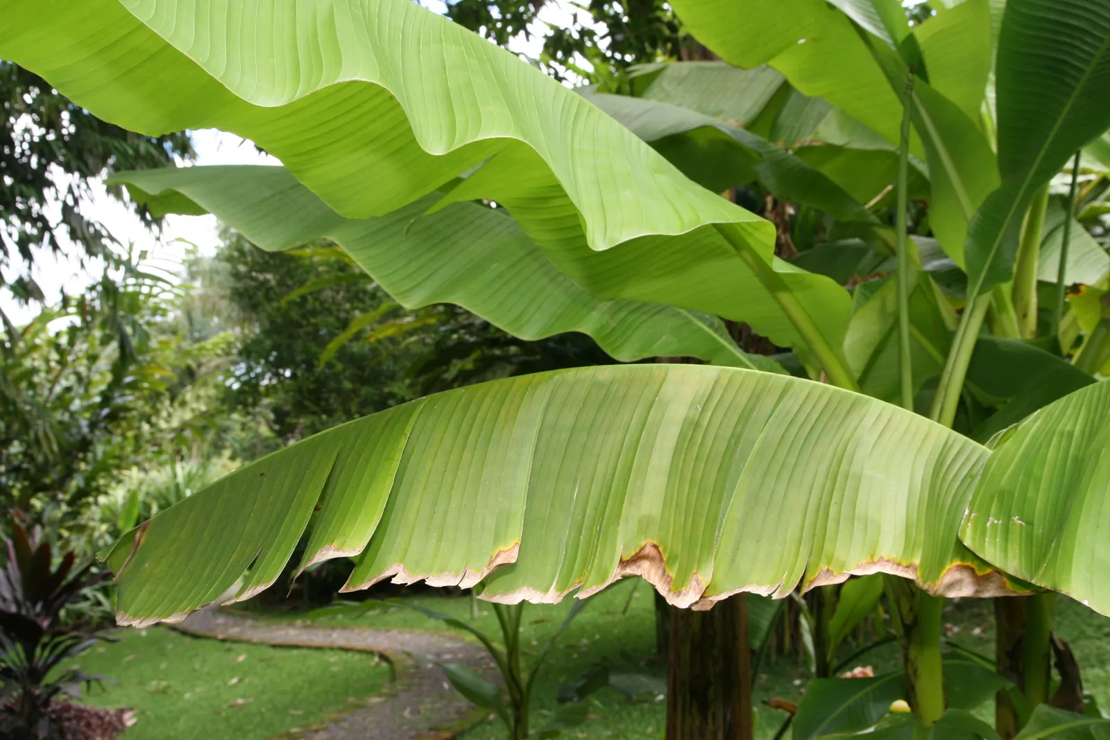 Hardy Banana (Musa Basjoo) — Fast-growing, it prefers full sun to partial shade and moist, well-drained soil