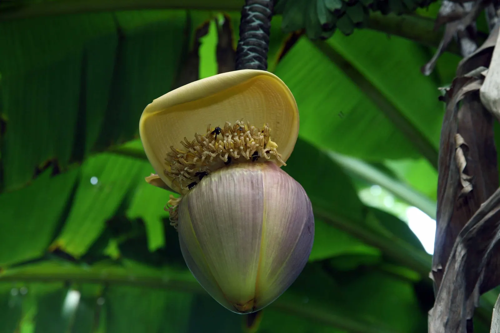Hardy Banana (Musa Basjoo) — yellow flowers in the garden