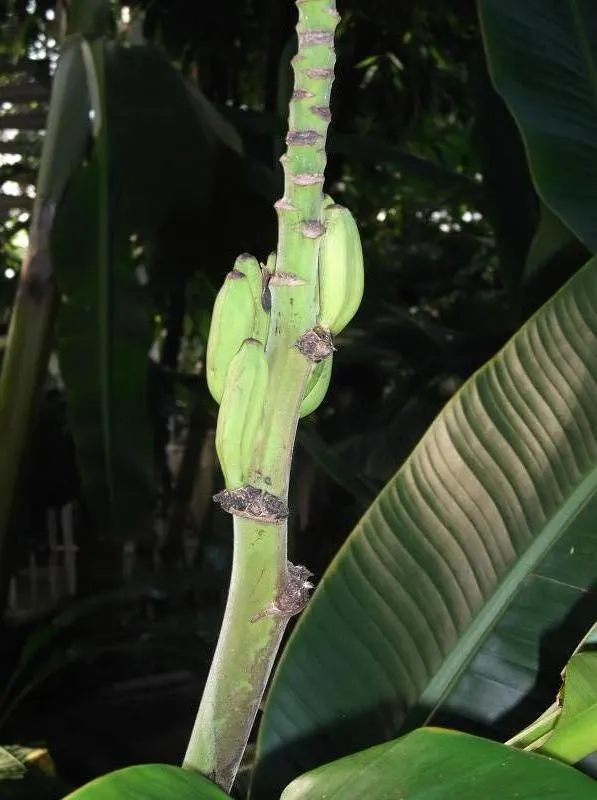 Hardy Banana (Musa Basjoo) — Be sure to educate the client on winter care practices; reaching heights of 6-14 ft with a 6-10 ft spread