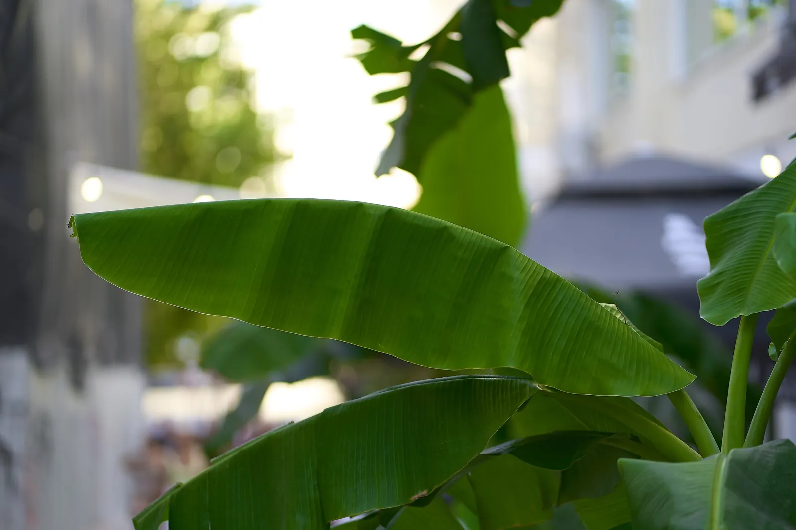 Hardy Banana (Musa Basjoo) — the creamy-yellow flowers that precede it add a unique point of interest in the summer