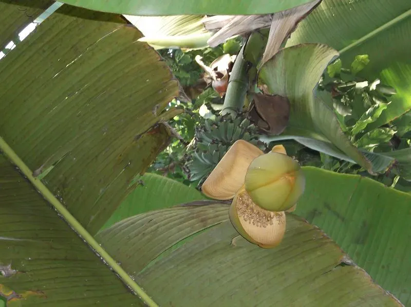 Hardy Banana (Musa Basjoo) — such as mulching around the base to protect the rhizome in colder climates; native to the Ryukyu Islands off Japan, image 56