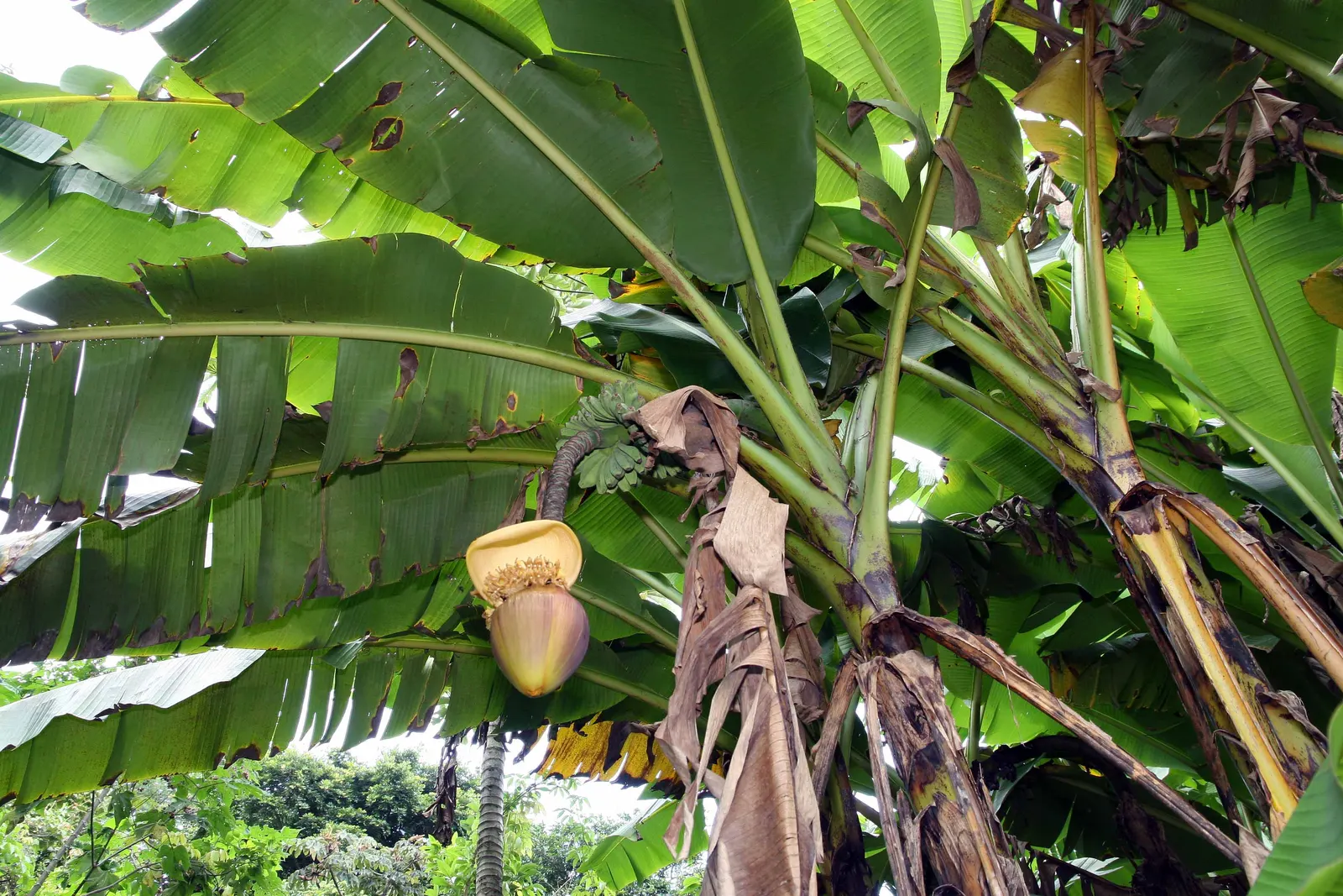 Hardy Banana (Musa Basjoo) — capable of withstanding temperatures as low as -20&deg;F when properly mulched