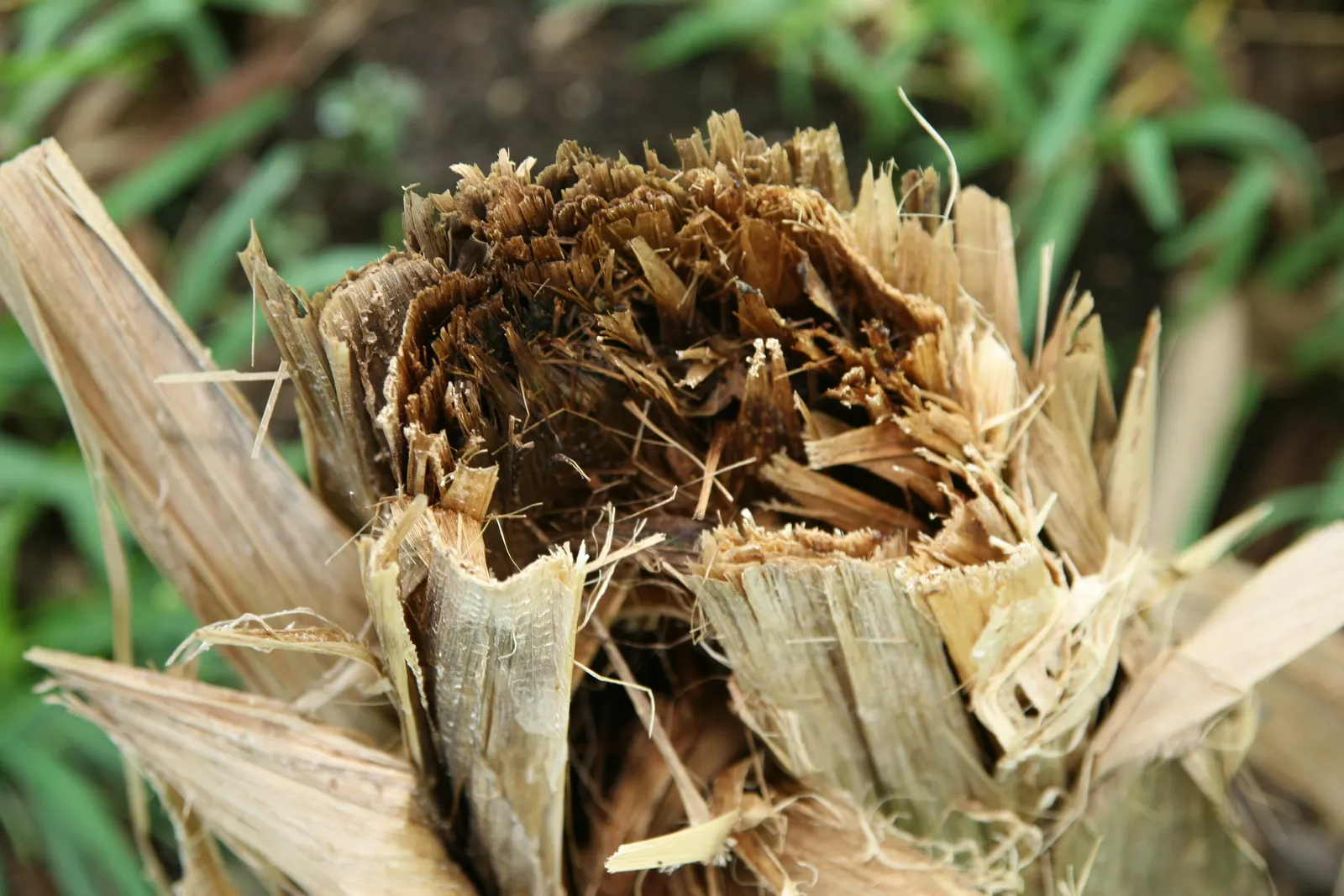 Hardy Banana (Musa Basjoo) — Be sure to educate the client on winter care practices
