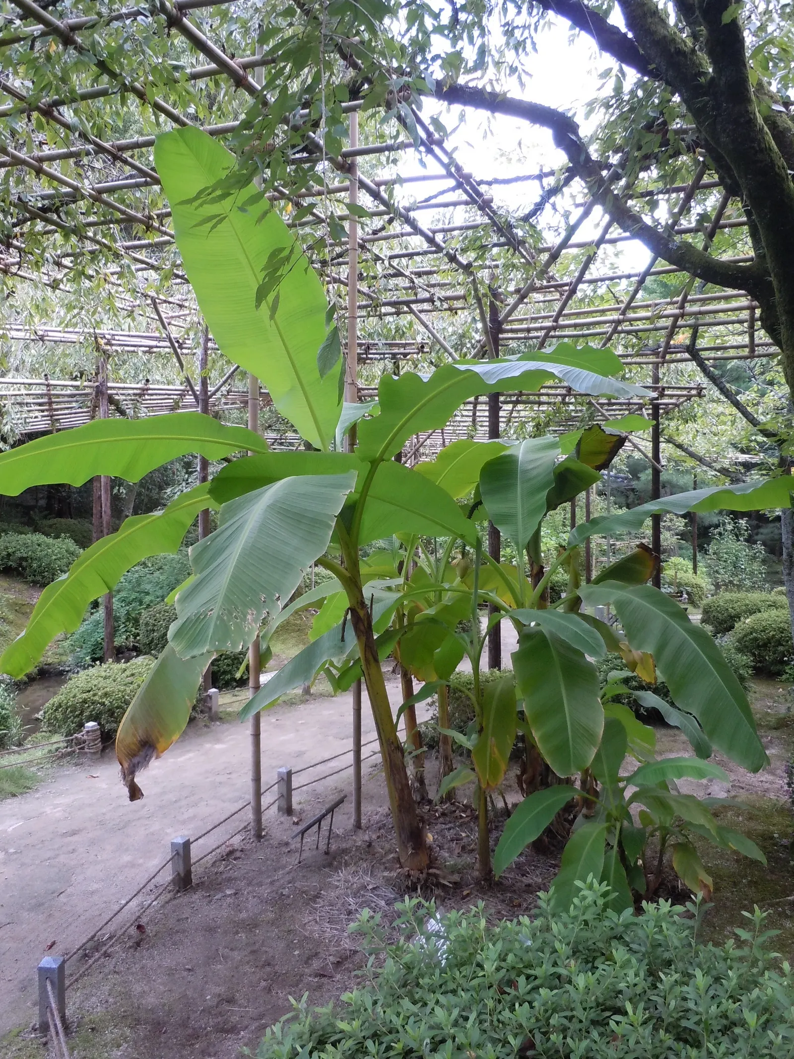 Hardy Banana (Musa Basjoo) — bright green leaves that can reach lengths of 6 to 10 feet and widths of up to 2 feet