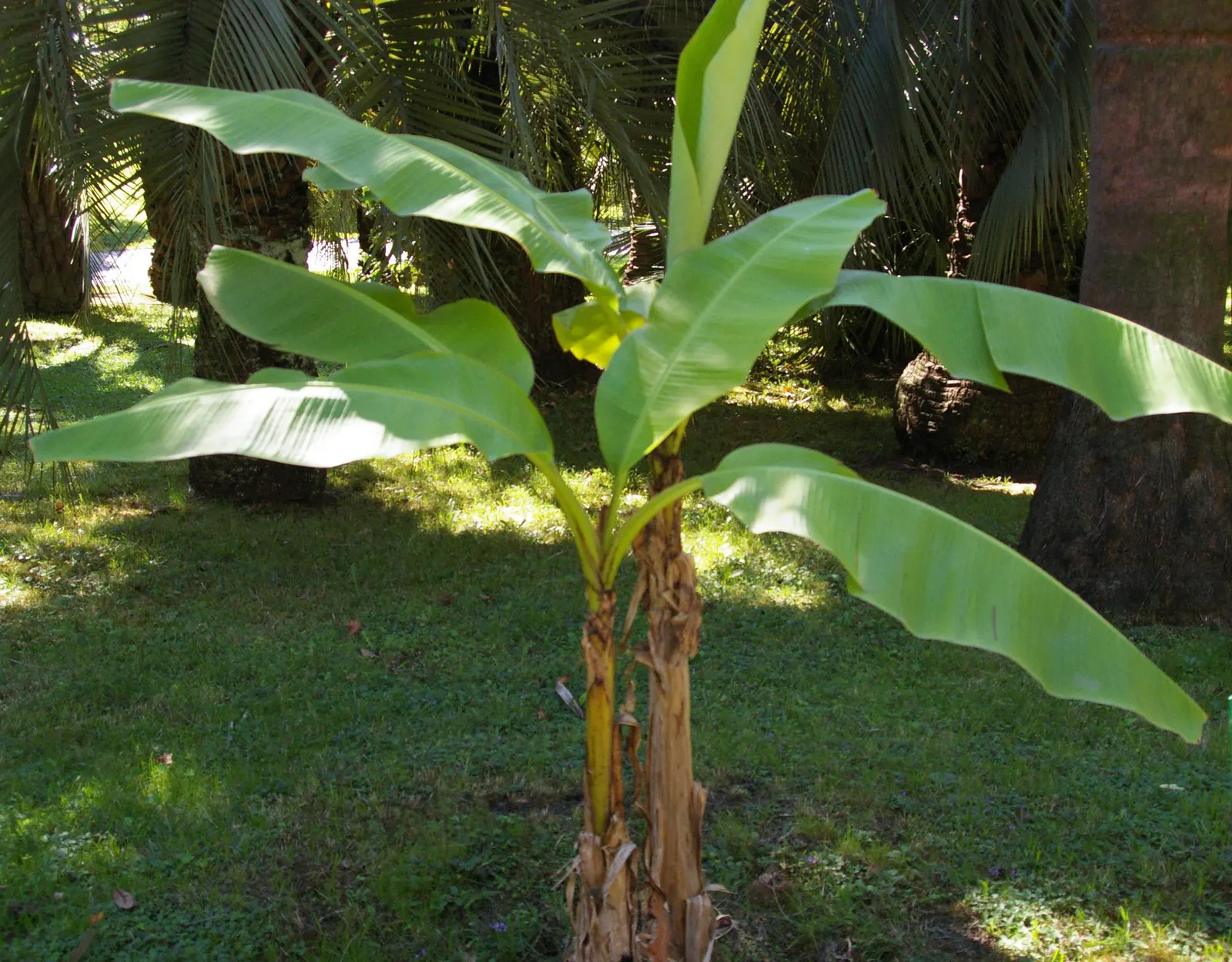 Hardy Banana (Musa Basjoo) — commonly referred to as the Hardy Banana; not a fruit producer, but its dramatic foliage provides a lush, exotic, image 47