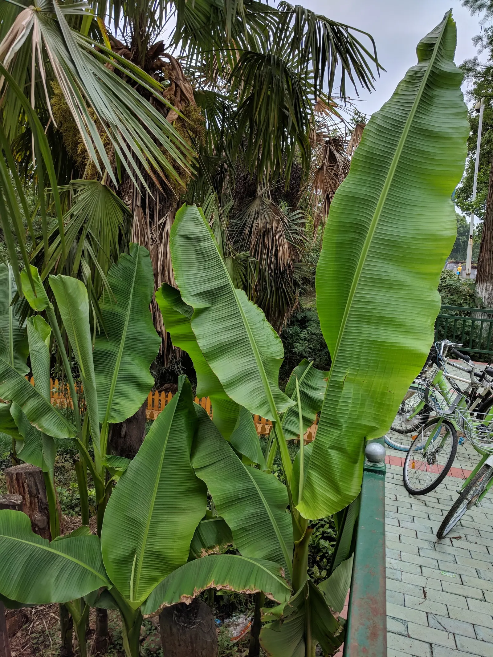 Hardy Banana (Musa Basjoo) — commonly referred to as the Hardy Banana