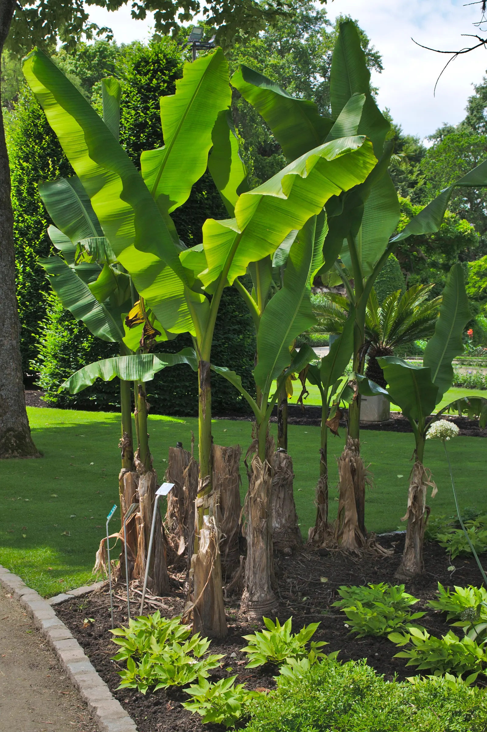 Hardy Banana (Musa Basjoo) — Be sure to educate the client on winter care practices; reaching heights of 6-14 ft with a 6-10 ft spread, image 55