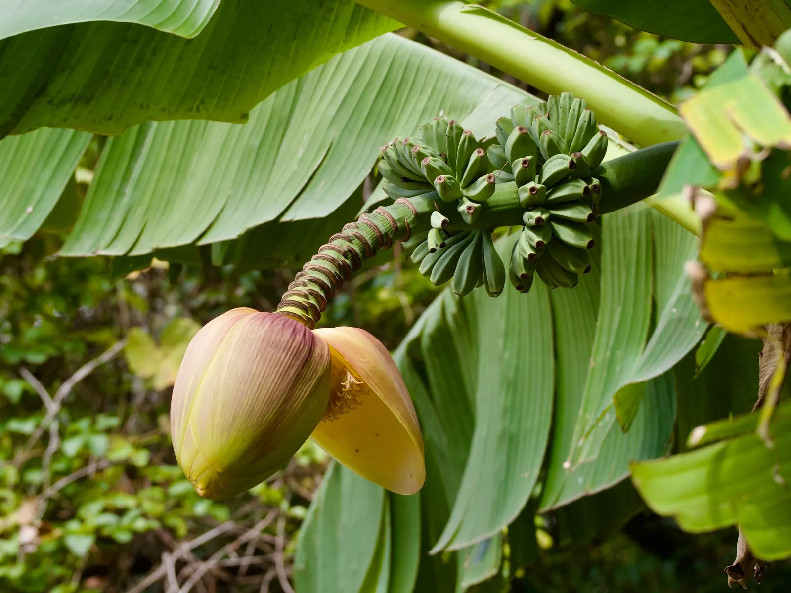 Hardy Banana (Musa Basjoo) — to ensure year-round enjoyment of this exotic beauty; such as mulching around the base to protect the rhizome in colder climates