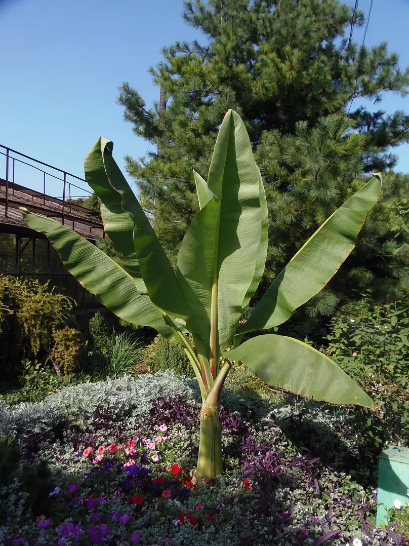 Hardy Banana (Musa Basjoo) — this herbaceous perennial is remarkably cold-hardy