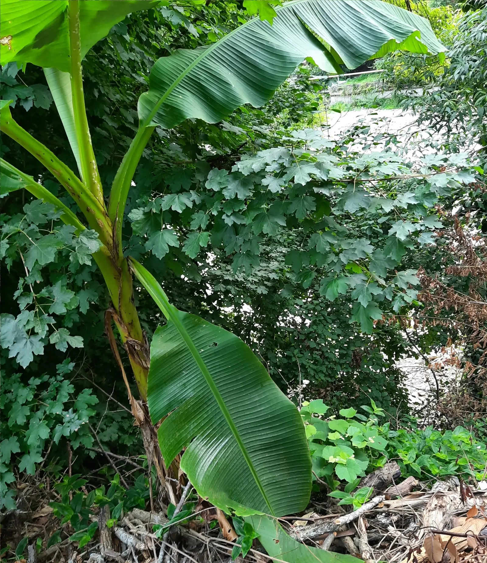 Hardy Banana (Musa Basjoo) — Hardy to USDA Zone 7, it survives temperatures down to 0&deg;F when mulched; fast-growing, it prefers full sun to, image 44