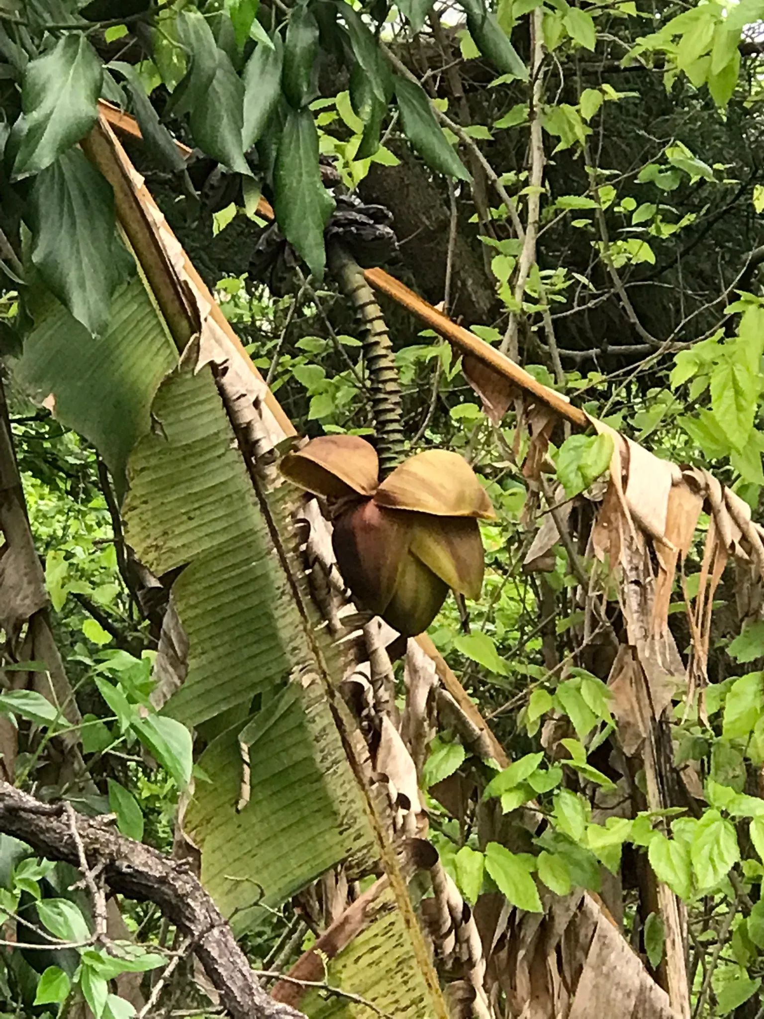 Hardy Banana (Musa Basjoo) — Native to the Ryukyu Islands off Japan; perennial for full or half, image 49