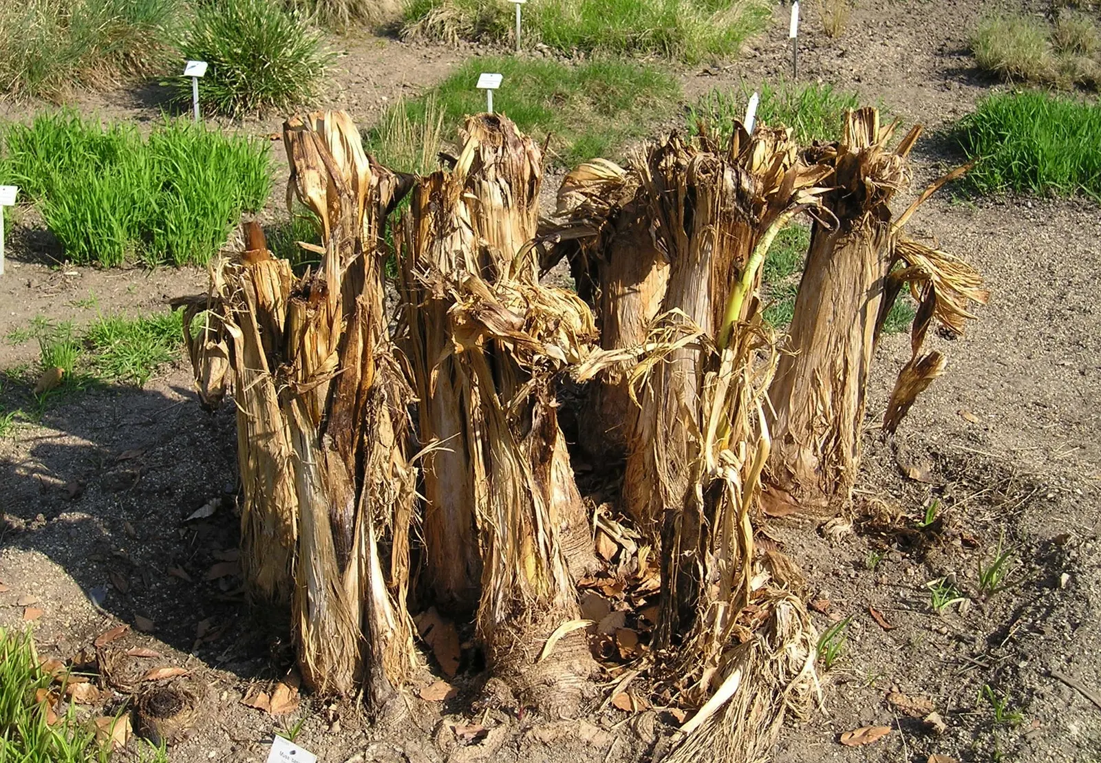Hardy Banana (Musa Basjoo) — to ensure year-round enjoyment of this exotic beauty; such as mulching around the base to protect the rhizome in, image 57