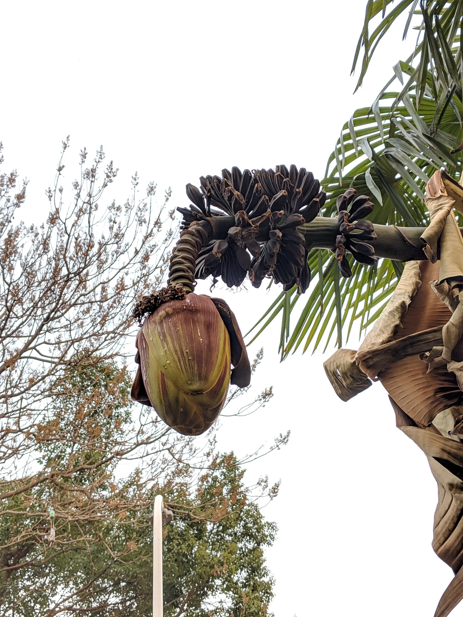Hardy Banana (Musa Basjoo) — reaching heights of 6-14 ft with a 6-10 ft spread