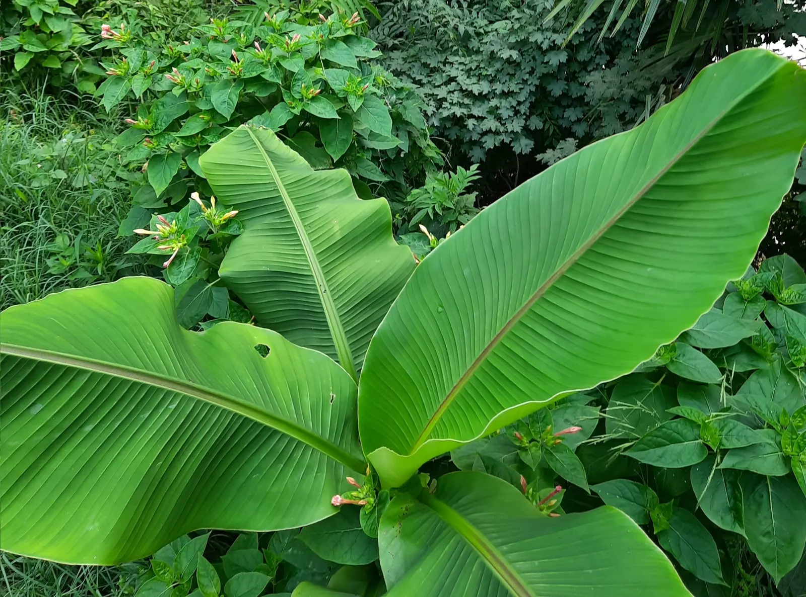 Hardy Banana (Musa Basjoo) — perennial for full or half; to ensure year-round enjoyment of this exotic beauty