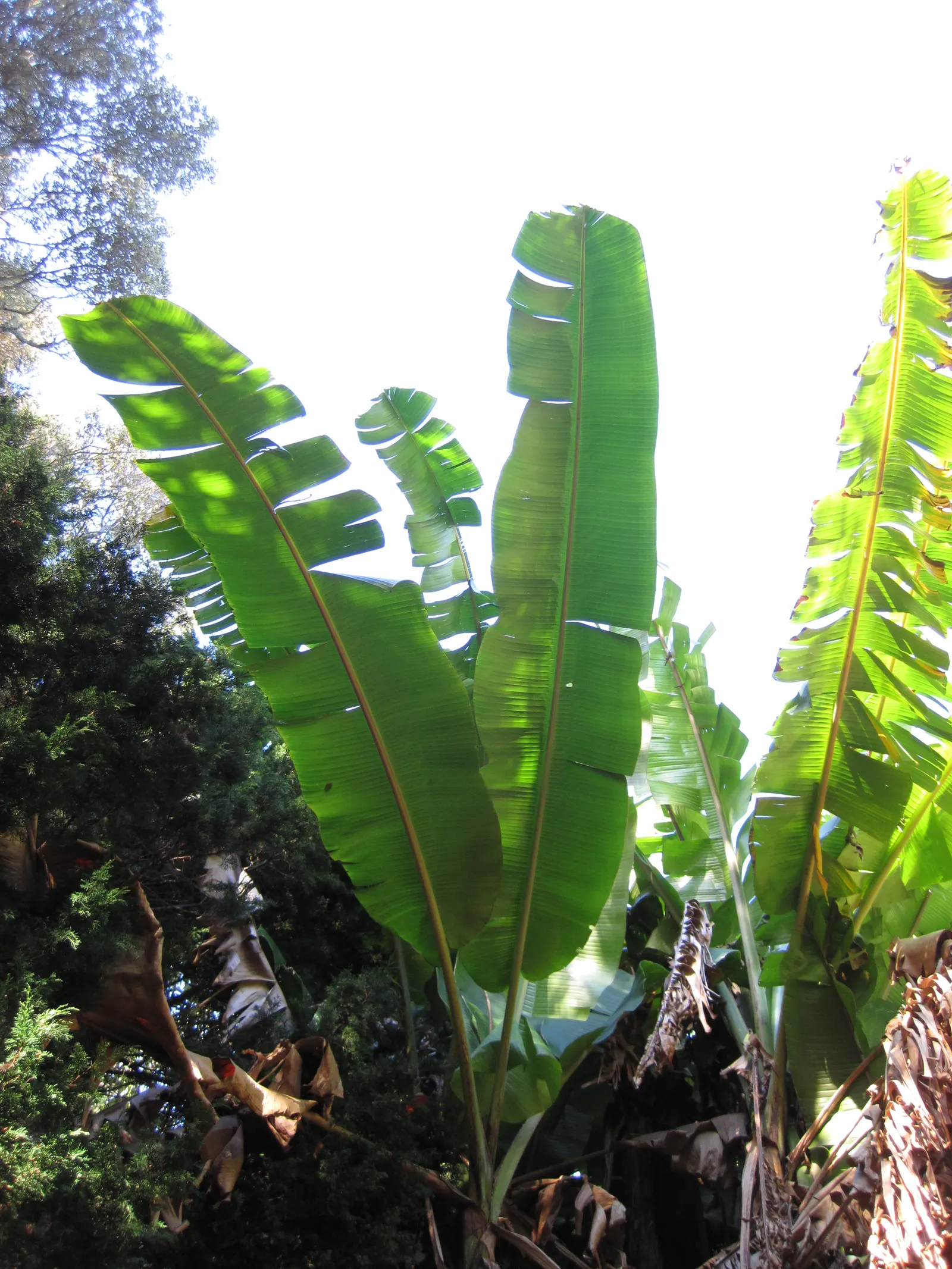 Hardy Banana (Musa Basjoo) — is a robust herbaceous perennial; hardy to USDA Zone 7, it survives temperatures down to 0&deg;F when mulched, image 41