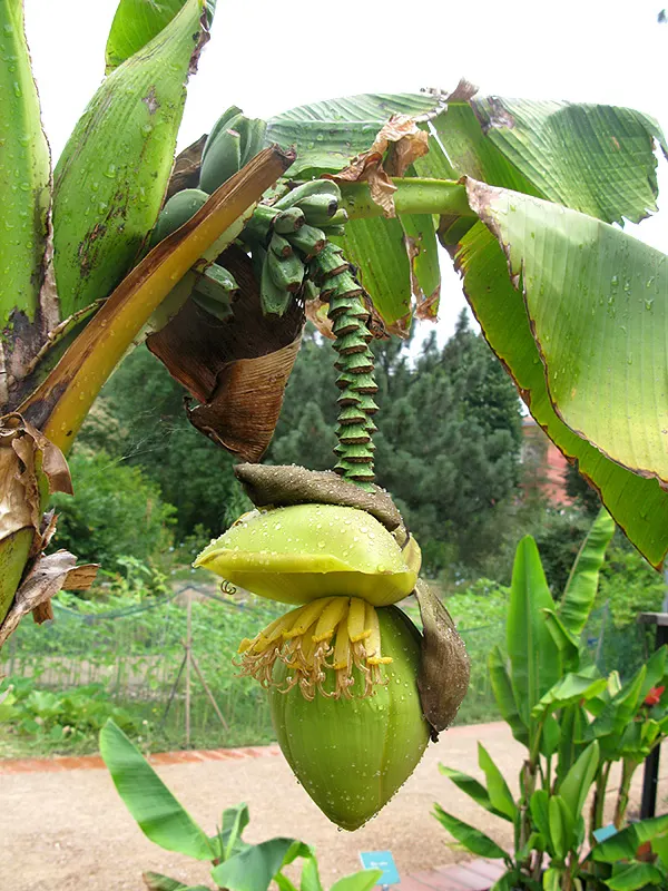Hardy Banana (Musa Basjoo) — to ensure year-round enjoyment of this exotic beauty