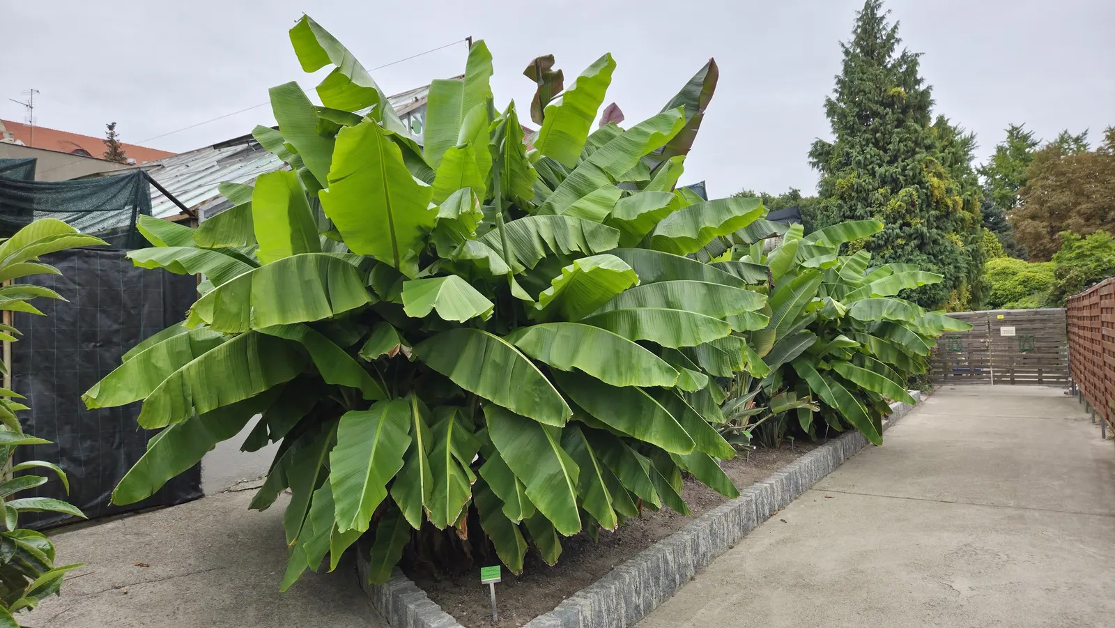 Hardy Banana (Musa Basjoo) — Fast-growing, it prefers full sun to partial shade and moist, well-drained soil; bright green leaves that can reach, image 45
