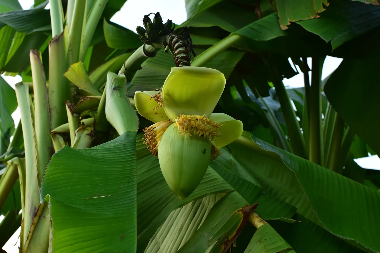 Hardy Banana (Musa Basjoo) — capable of withstanding temperatures as low as -20&deg;F when properly mulched; the creamy-yellow flowers that precede it add a