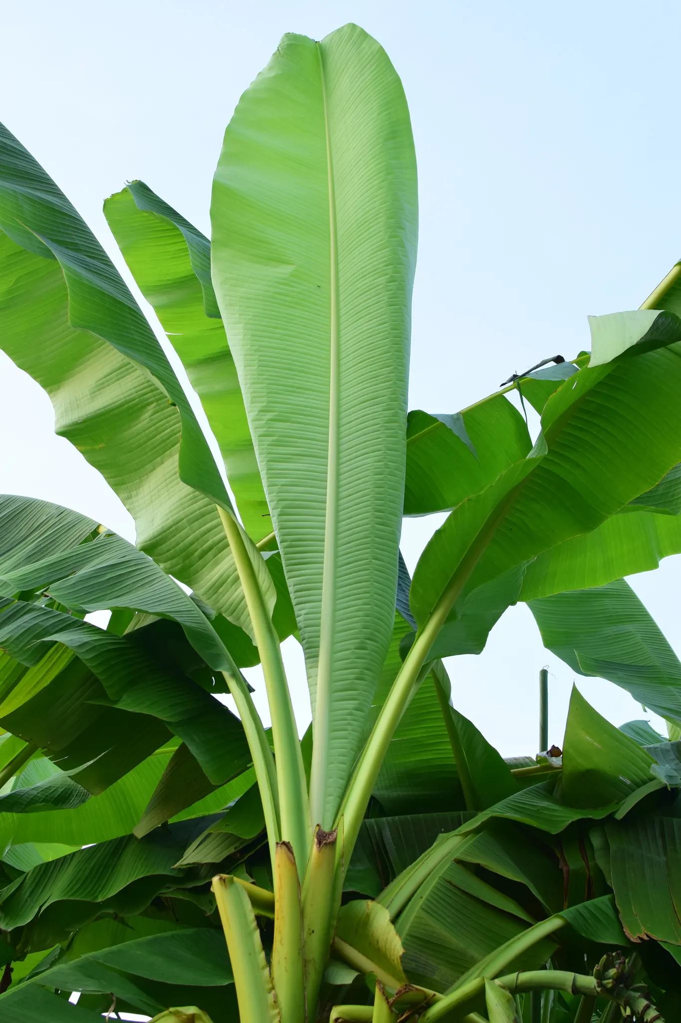 Hardy Banana (Musa Basjoo) — this herbaceous perennial is remarkably cold-hardy; commonly referred to as the Hardy Banana, image 50