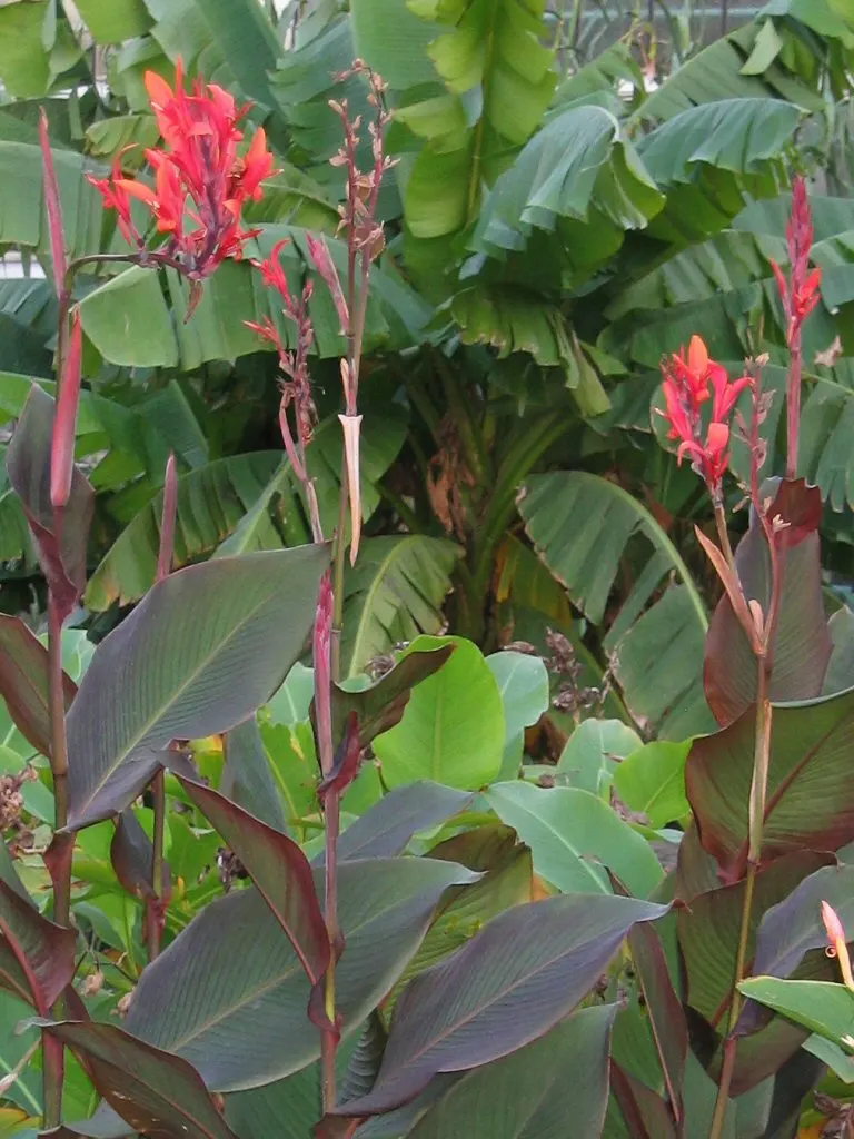 Hardy Banana (Musa Basjoo) — perennial for full or half