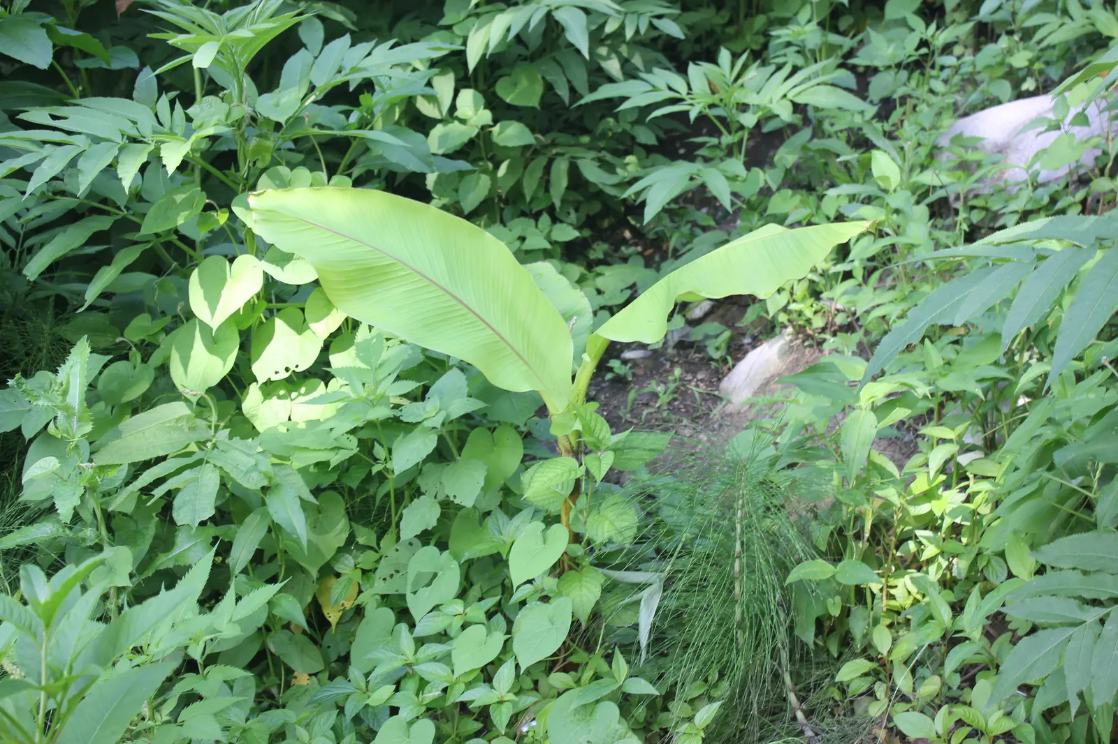 Hardy Banana (Musa Basjoo) — the creamy-yellow flowers that precede it add a unique point of interest in the summer; be sure to educate the client, image 54