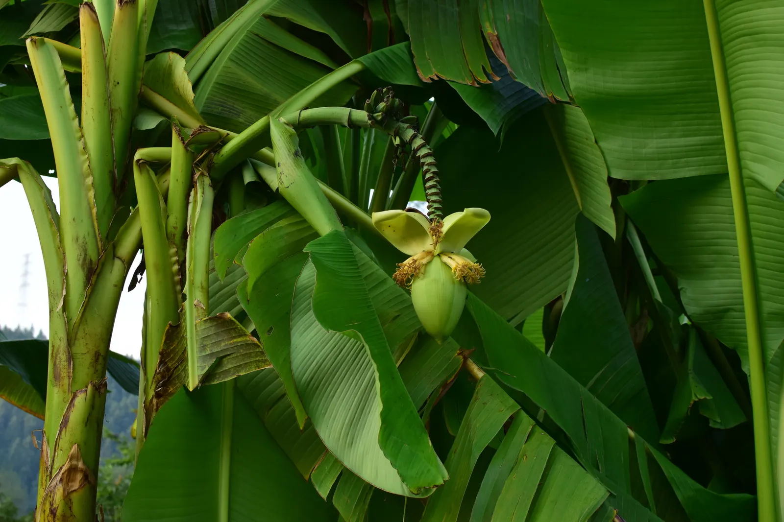 Hardy Banana (Musa Basjoo) — is a robust herbaceous perennial