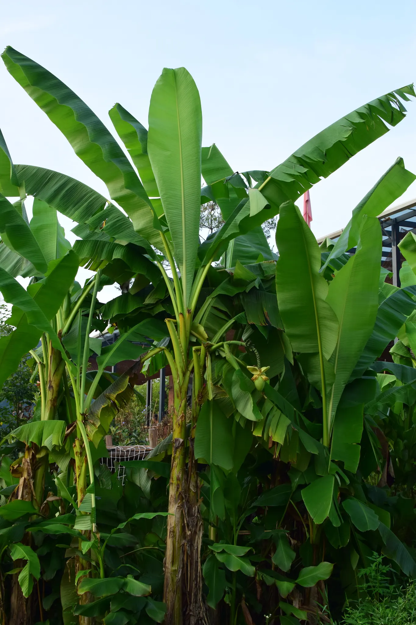 Hardy Banana (Musa Basjoo) — Native to the Ryukyu Islands off Japan; perennial for full or half