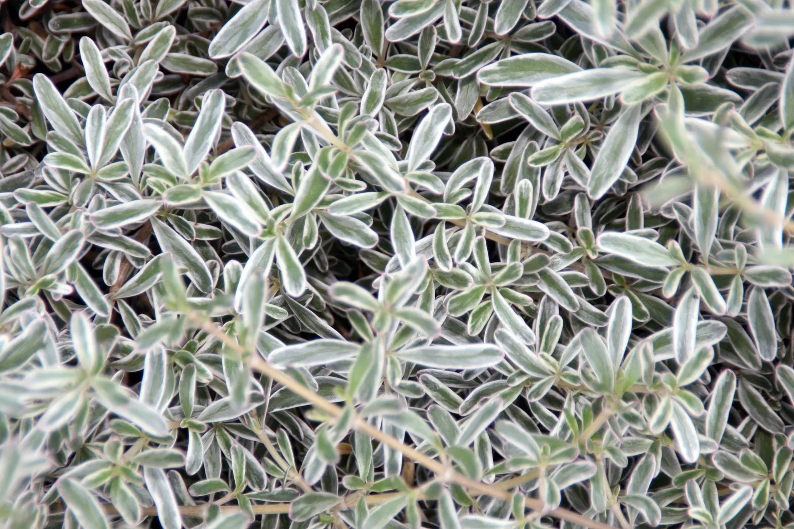 Creeping Mirror Plant (Coprosma X Kirkii) — This hardy species typically grows to 12-18 inches wide and 6 inches tall