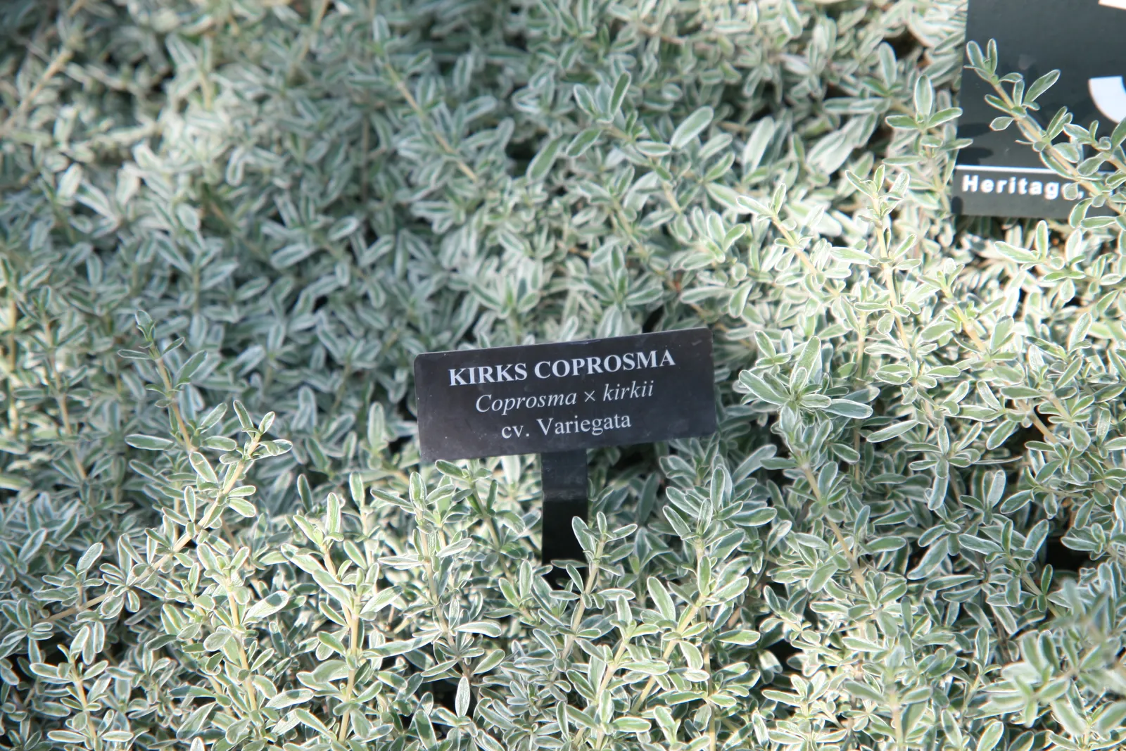 Creeping Mirror Plant (Coprosma X Kirkii) — It thrives in USDA zones 8-11, prefers well-drained soil, and enjoys full sun to partial shade