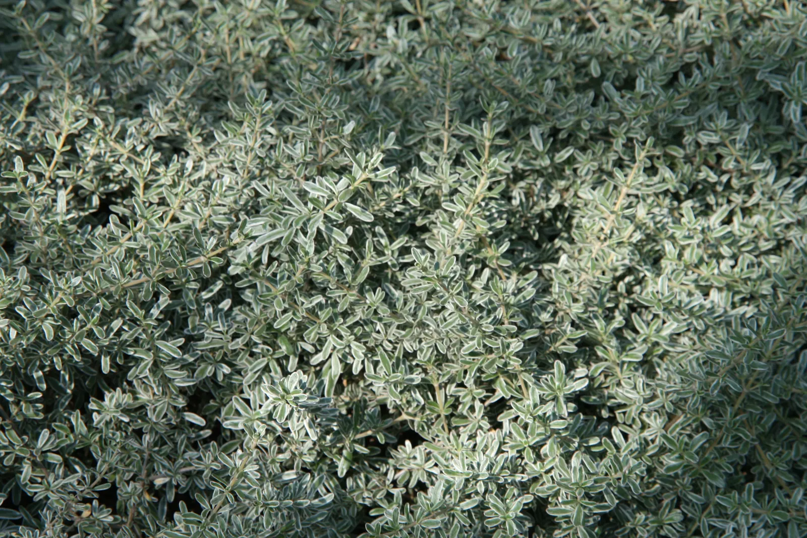 Creeping Mirror Plant (Coprosma X Kirkii) — making it ideal for rock gardens