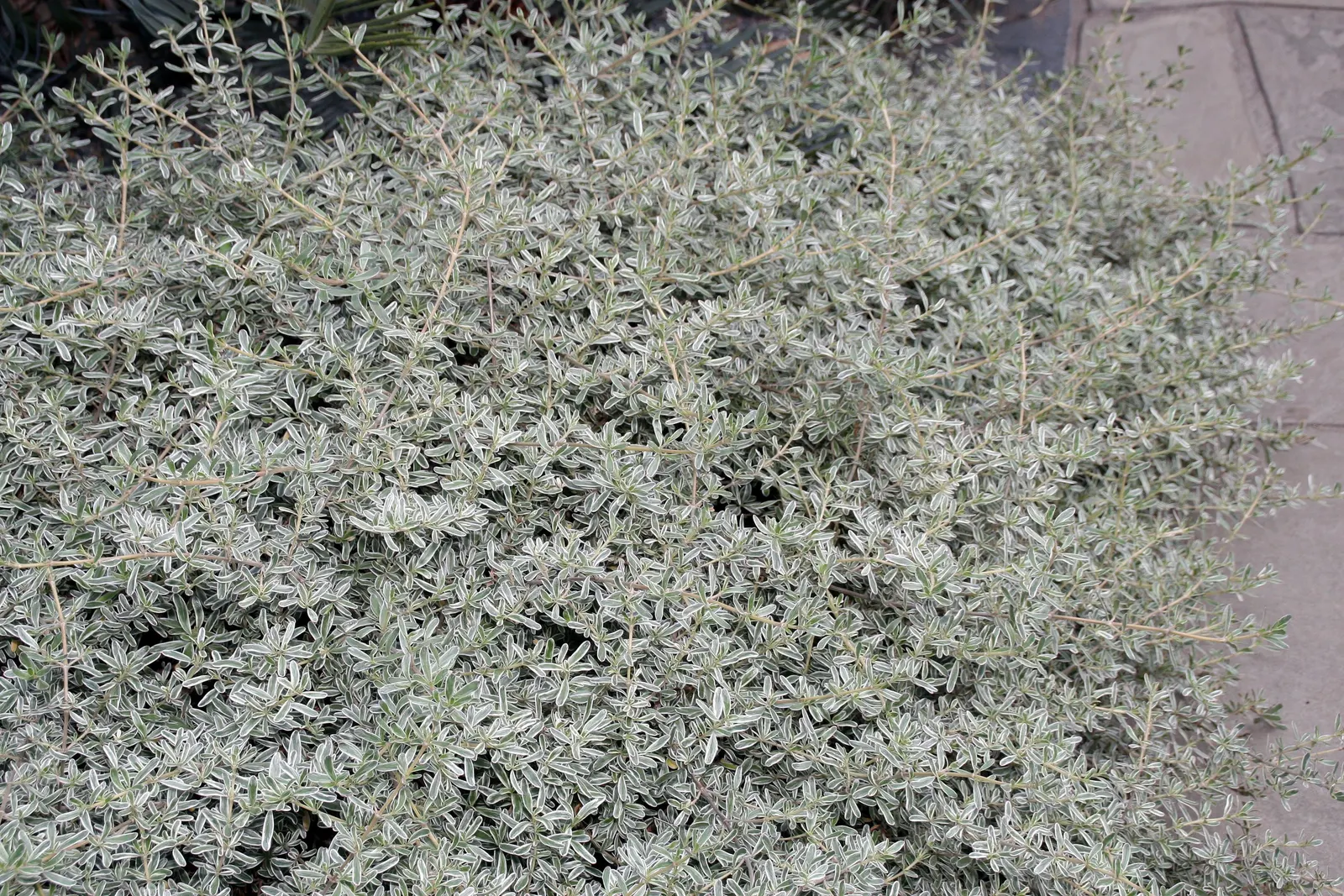 Creeping Mirror Plant (Coprosma X Kirkii) — prostrate evergreen groundcover featuring glossy