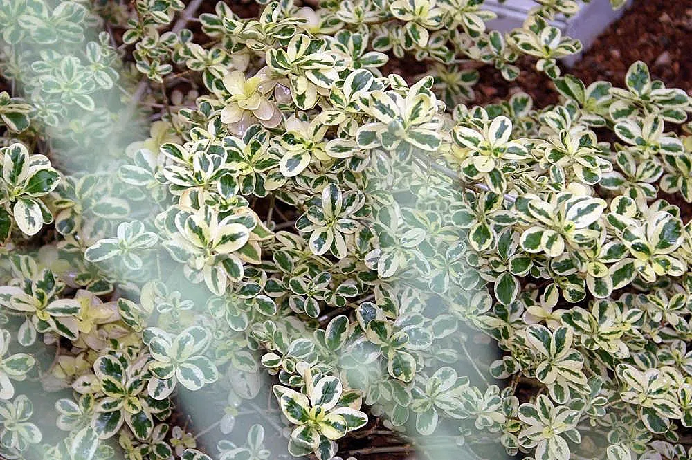 Creeping Mirror Plant (Coprosma X Kirkii) — or as a filler between larger plants