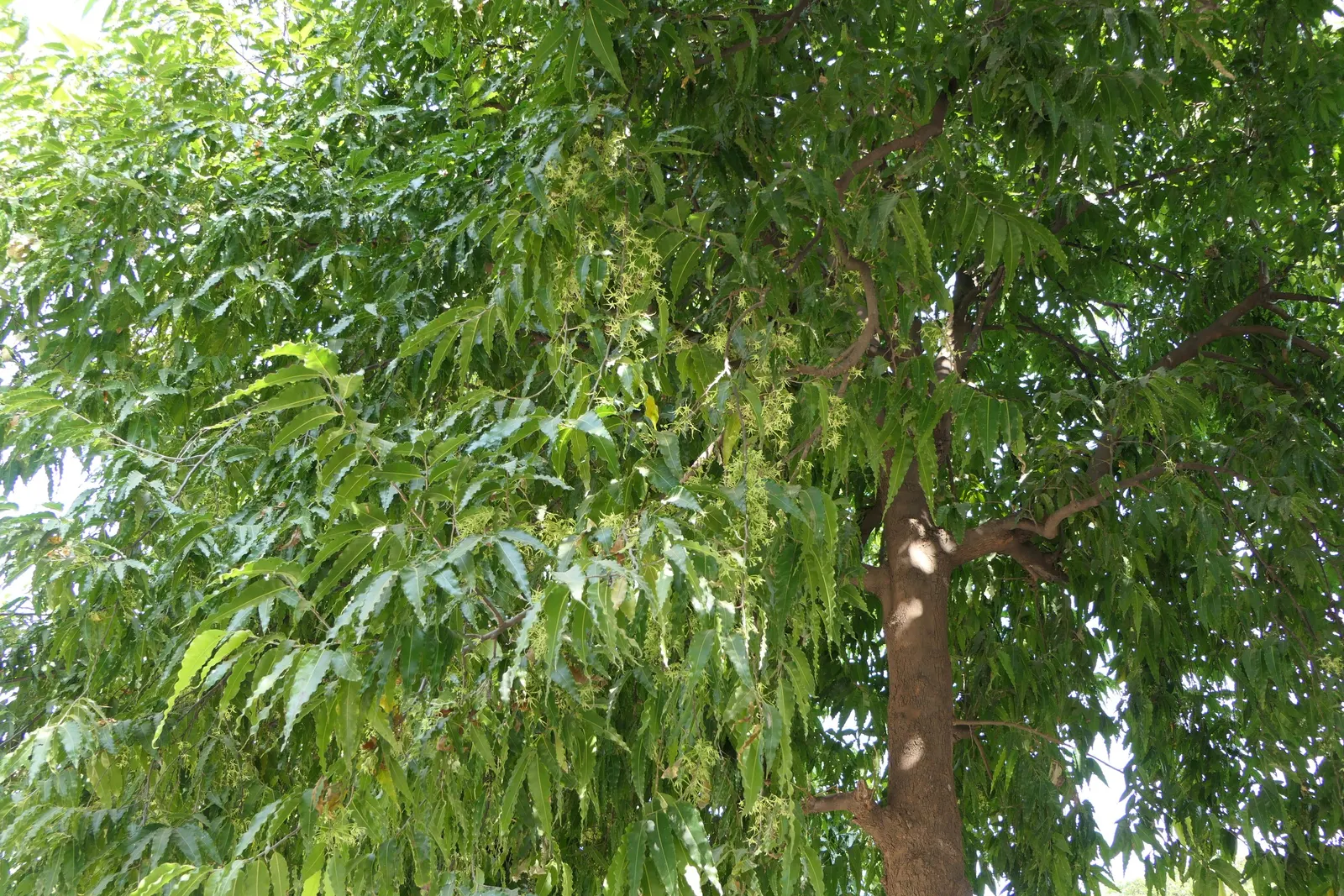 Mast Tree (Polyalthia Longifolia Pendula) — renowned for its graceful