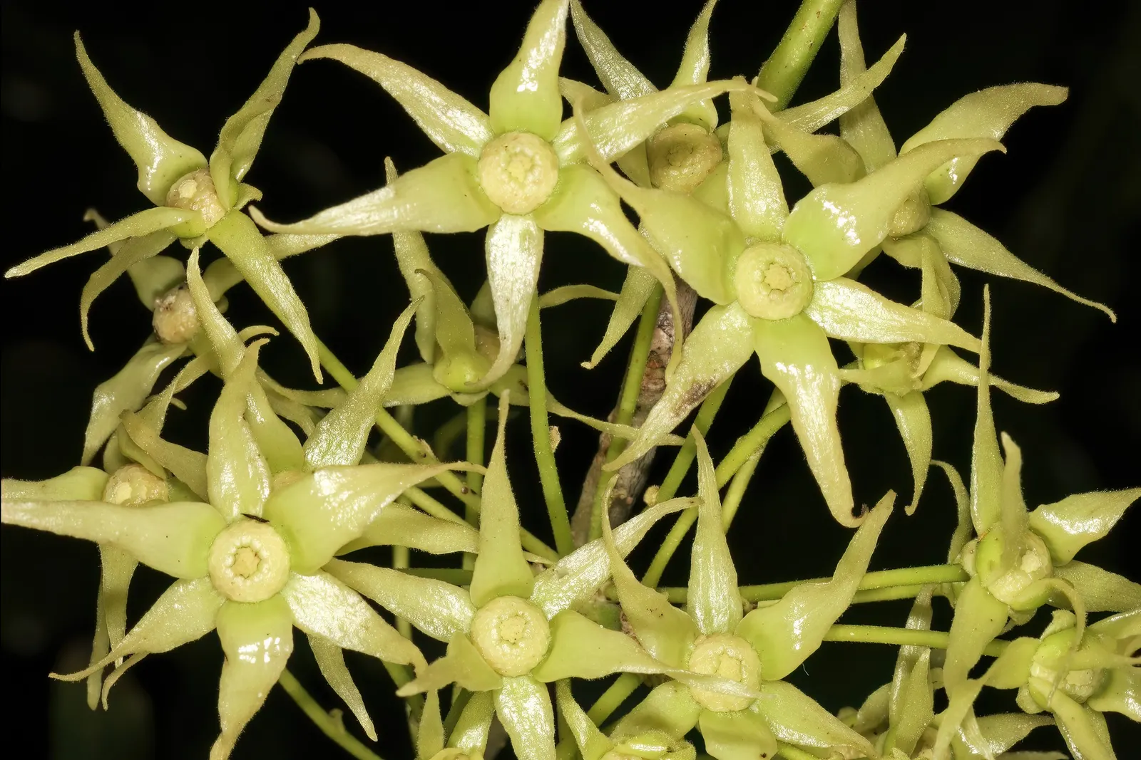 Mast Tree (Polyalthia Longifolia Pendula) — tree for full